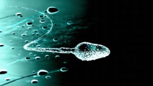 _93996934_p6240202-sperm_cells_computer_artwork-spl